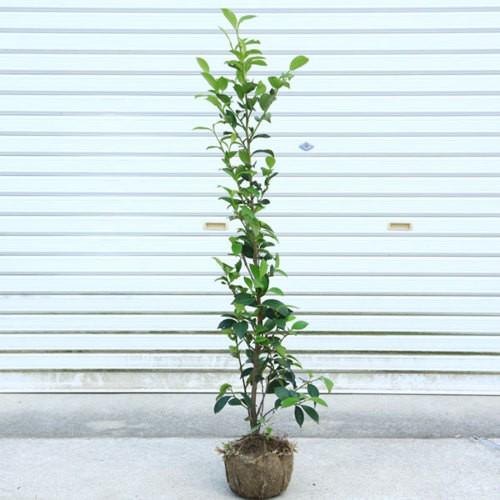 庭木 植木 本榊 サカキ さかき 樹高80ｃｍ N1296v 遊恵盆栽 Yahoo 店 通販 Yahoo ショッピング