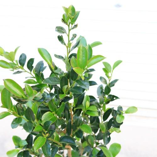 庭木 植木 本榊 サカキ さかき 樹高80ｃｍ N1296v 遊恵盆栽 Yahoo 店 通販 Yahoo ショッピング