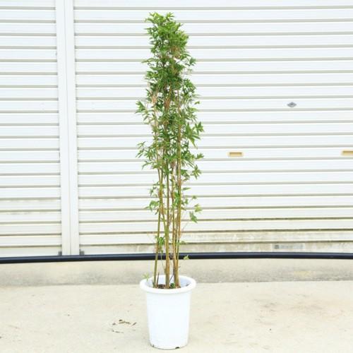 庭木・植木：鳳凰竹（ほうおう竹）ホウオウチク 樹高100cm : 遊恵