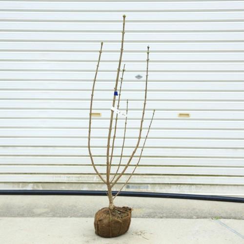 庭木　植木：ライラック　根巻　苗木*花色お選びください：　紫花　桃花　白花｜y-bonsai