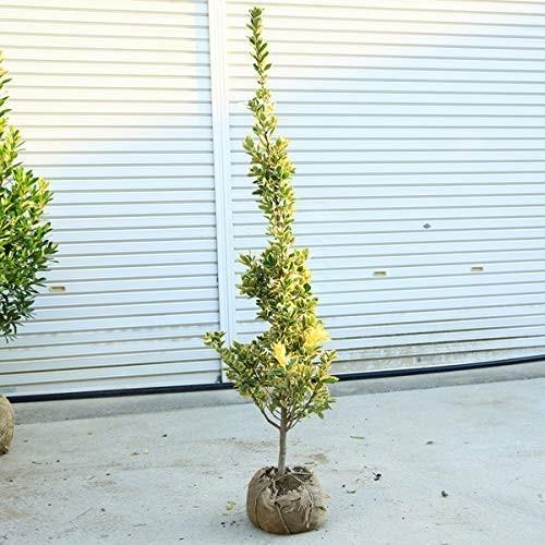 明るい生垣にピッタリ！　庭木：キンマサキ（金正木）樹高120ｃｍ*佐川急便発送｜y-bonsai