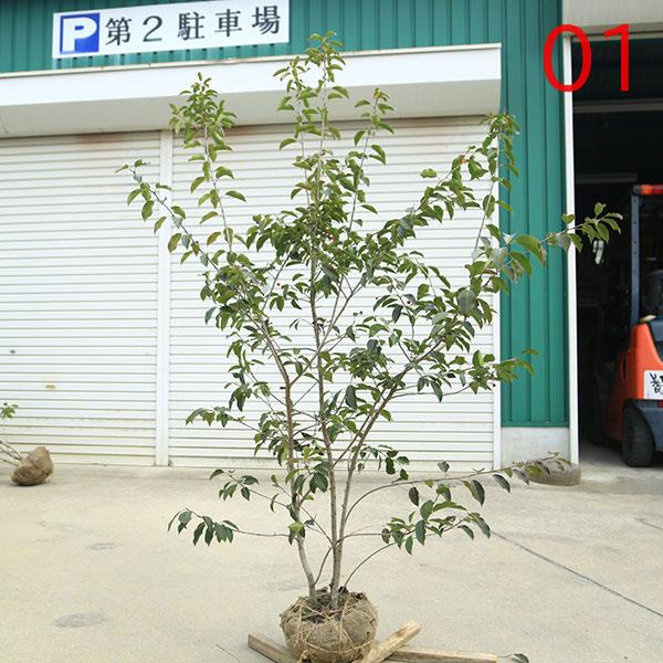 現品庭木 植木：ソヨゴ/そよご（株立ち）（雌株）*樹高 約