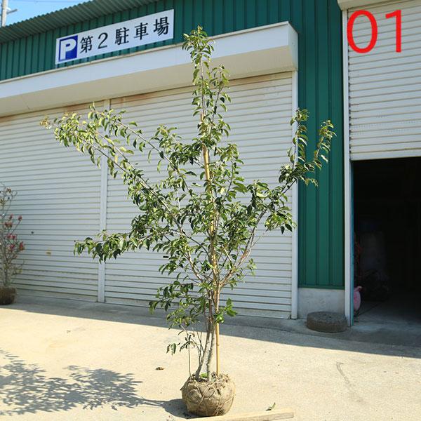 現品庭木 植木：ソヨゴ/そよご（株立ち）（雌株）*樹高 約150cm 全高