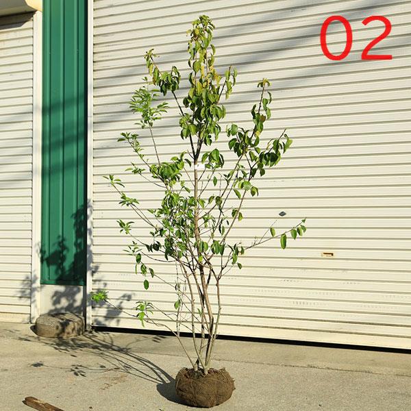 現品庭木 植木：ソヨゴ/そよご（株立ち）（雌株）*樹高 約150cm 全高