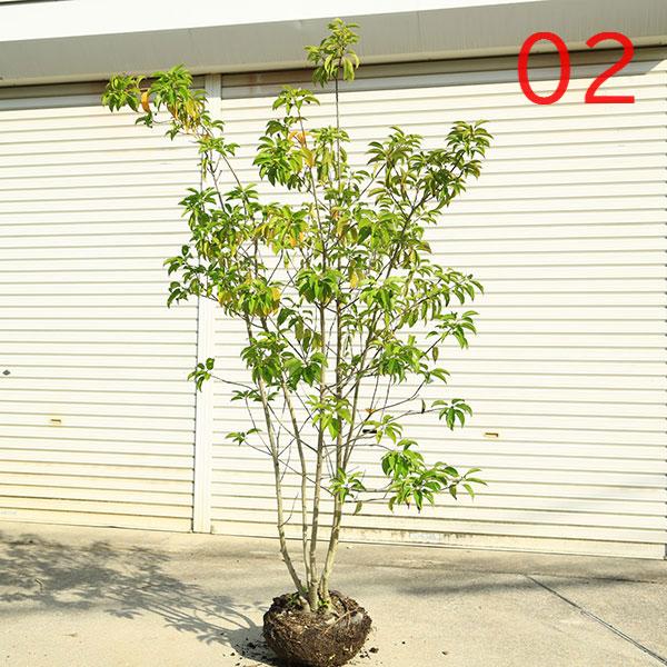 現品庭木 植木：ソヨゴ/そよご（株立ち）（雌株）*樹高 約150cm 全高