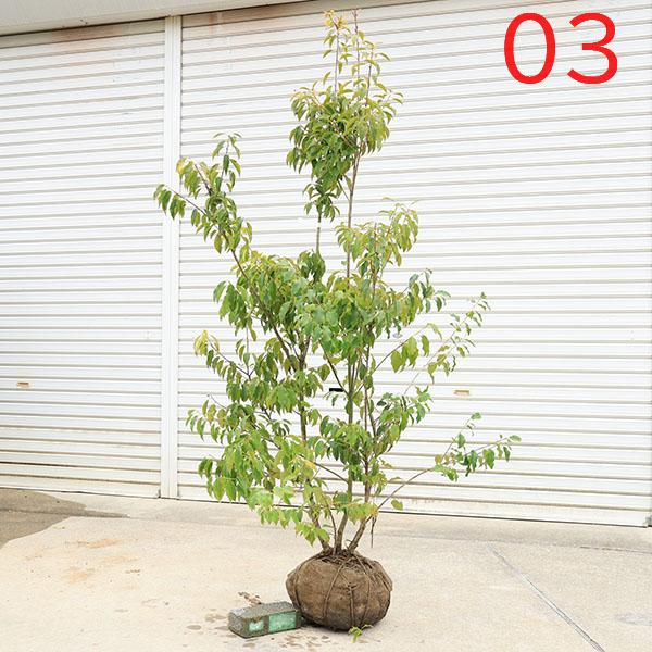 現品庭木 植木：ソヨゴ/そよご（株立ち）（雌株）*樹高 約