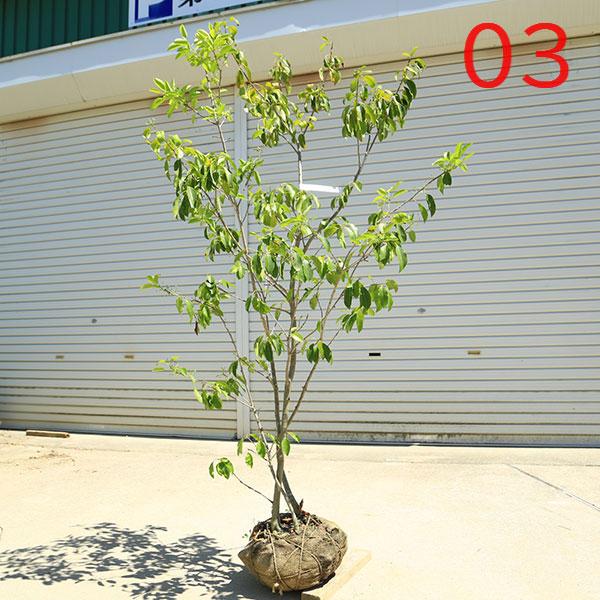 現品庭木 植木：ソヨゴ/そよご（株立ち）（雌株）*樹高 約150cm 全高