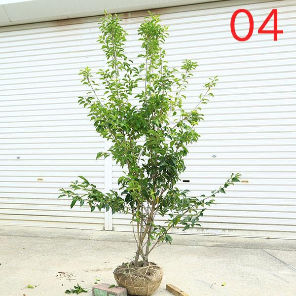 現品庭木 植木：ソヨゴ/そよご（株立ち）（雌株）*樹高 約