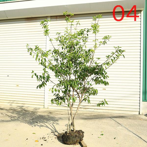 そよご 現品庭木 植木：ソヨゴ/そよご（株立ち）（雌株）*樹高 約150cm 全高