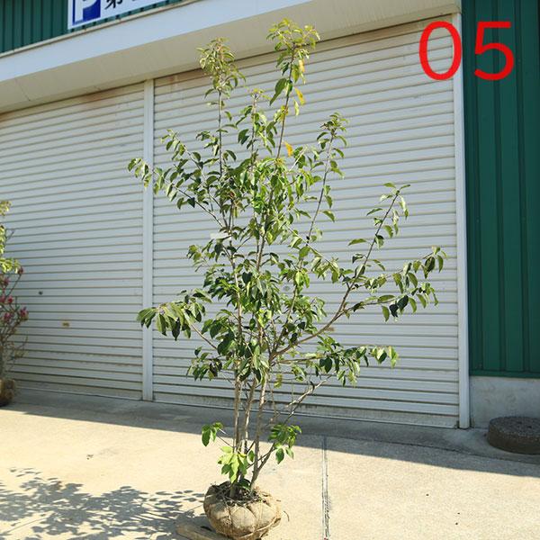 庭木：ソヨゴ そよご（株立ち）（雌株）数量限定* 樹高：約120cm 