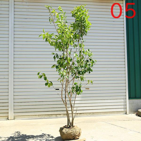 現品庭木 植木：ソヨゴ/そよご（株立ち）（雌株）*樹高 約150cm 全高