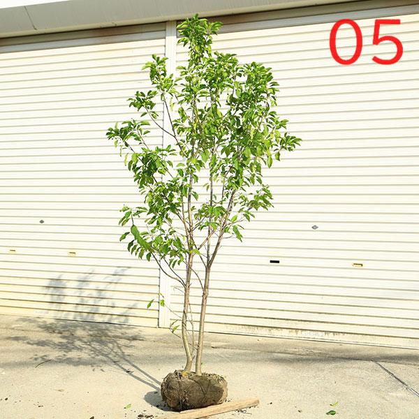現品庭木 植木：ソヨゴ/そよご（株立ち）（雌株）*樹高 約150cm 全高
