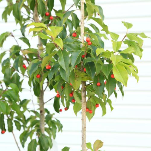 現品庭木 植木：ソヨゴ/そよご（株立ち）（雌株）*樹高 約150cm 全高