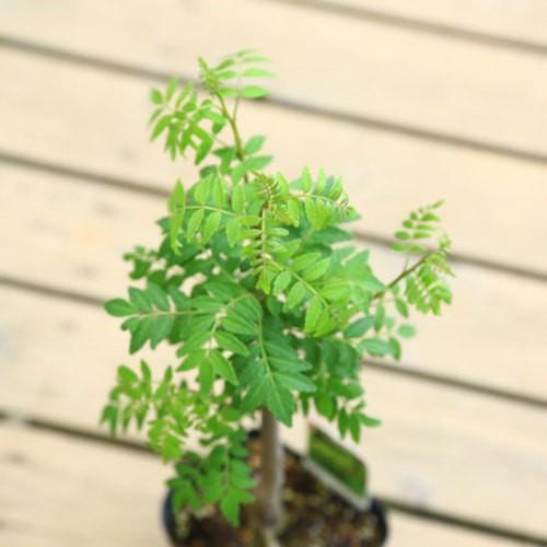 庭木 植木 朝倉山椒 あさくらさんしょう ６寸ポット トゲなし実山椒 N1340v 遊恵盆栽 Yahoo 店 通販 Yahoo ショッピング