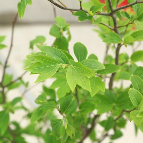 庭木：シロモジ（しろもじ）*樹高：120cm 佐川急便発送 : 遊恵盆栽