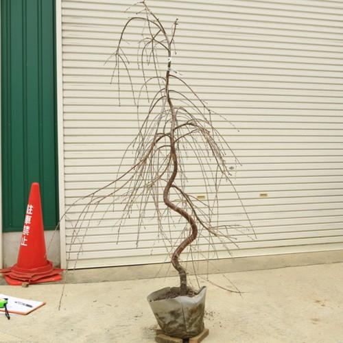 送料無料 庭木 しだれ桜 枝垂れ富士桜 現品限り 大株 現品をお選びください 佐川急便発送 N1351 遊恵盆栽 Yahoo 店 通販 Yahoo ショッピング