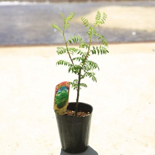 庭木・植木苗：葉山椒（はざんしょう）3寸ポット　｜y-bonsai