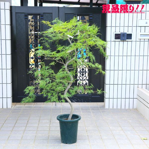 送料無料 庭木・植木：青しだれもみじ（青枝垂れ）* そのまま置ける9