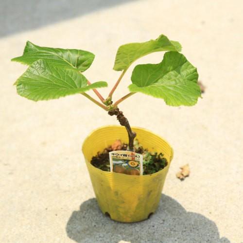 庭木/・植木：ゴールデンキウイ（スーパーゴールド）と孫悟空* メス木