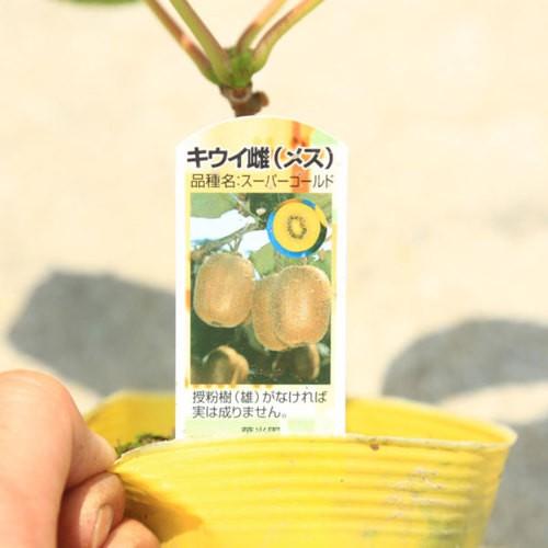庭木/・植木：ゴールデンキウイ（スーパーゴールド）と孫悟空* メス木