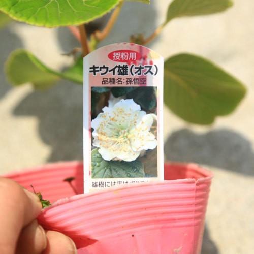 庭木/・植木：ゴールデンキウイ（スーパーゴールド）と孫悟空* メス木