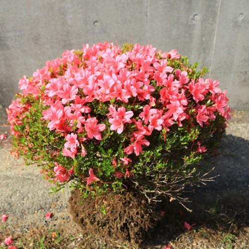 サツキ/大玉/良形株【現品発送】管理70742 ☆クボタ管理機/耕運機☆TMS30，きれい☆旋回・畝作り楽☆エンジン始動