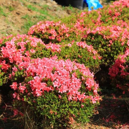 特撰庭木・植木：さつき（大盃）*特大玉造り 玉幅80cmヤマト便大型
