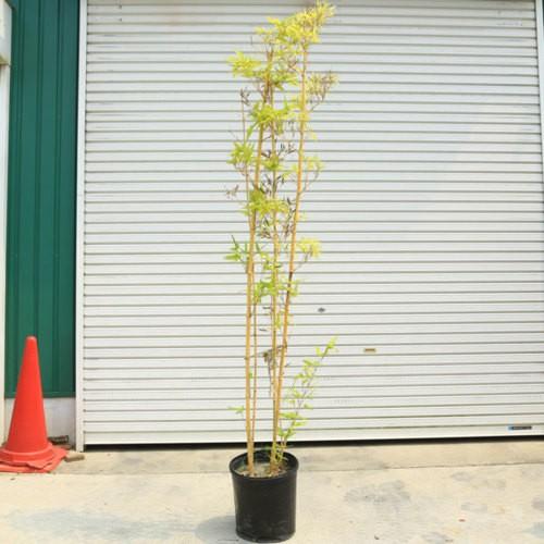 庭木 植木 金明竹 きんめいちく キンメイチク 樹高160ｃｍ 全高180ｃｍ 佐川急便発送 N1400v 遊恵盆栽 Yahoo 店 通販 Yahoo ショッピング