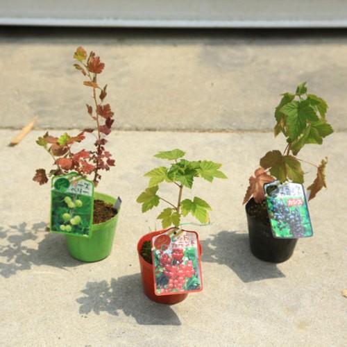 庭木・植木・苗：スグリ各色*（レッドカーラント、ブラックカーラント