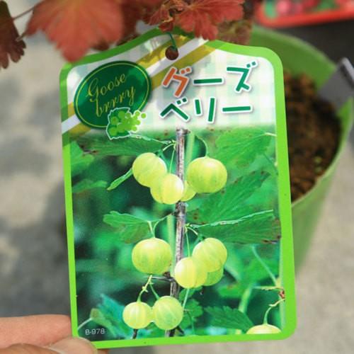庭木・植木・苗：スグリ各色*（レッドカーラント、ブラックカーラント