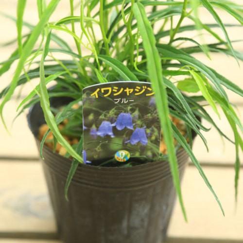 【参考出品】イワシャジン　ノーマル紫花！ 参考出品】イワシャジン ノーマル紫花！