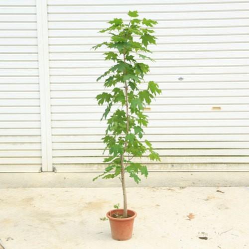 庭木苗・苗：サトウカエデ 樹高100cm メープルシロップの木 : 遊恵盆栽 Yahoo!店 - 通販 - Yahoo!ショッピング