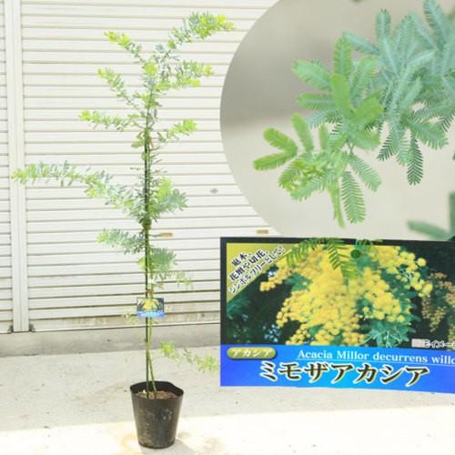 送料無料 庭木 植木 苗 アカシア ミモザ ワトル 品種をお選びください 樹高1ｃｍ程度 ヤマト便大型商品発送 N1413v 1 遊恵盆栽 Yahoo 店 通販 Yahoo ショッピング
