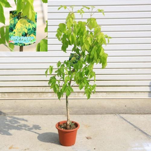 ネグンドカエデ抜き苗 楽天市場】【現品発送】ネグンドカエデ フラミンゴ 西洋カエデ 8-9号