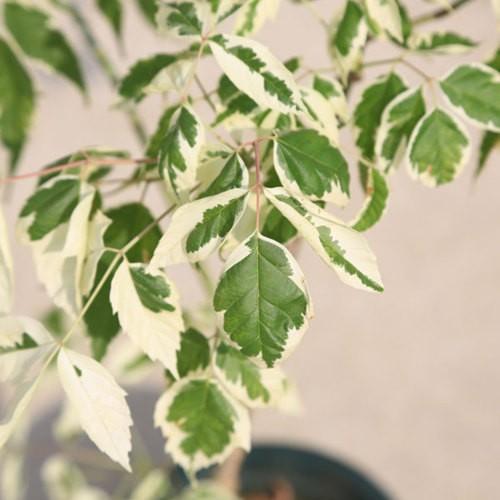 庭木・植木・苗：ネグンドカエデ*（フラミンゴ）or(ケリーズコールド