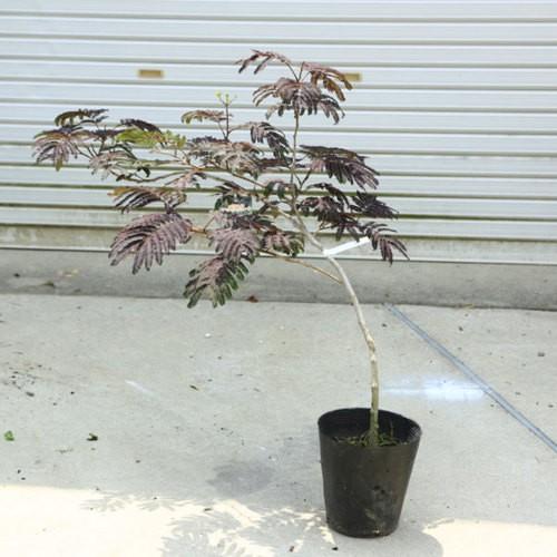 庭木 ネムノキ サマーチョコレート 樹高70ｃｍ 現品限り 黒い葉のインパクトのある合歓の木 N1415v 5 遊恵盆栽 Yahoo 店 通販 Yahoo ショッピング