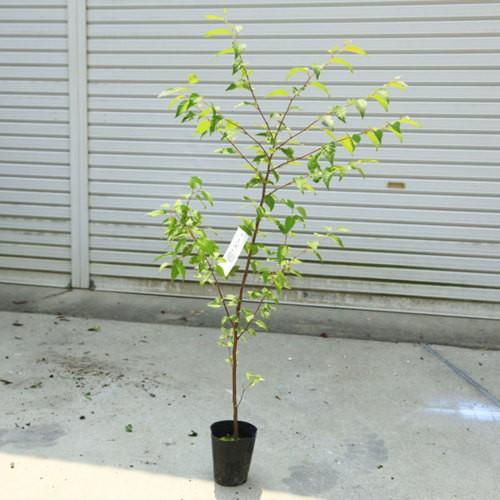 庭木苗 苗 梓 あずさ ミズメ ヨグソミネバリ 樹高100ｃｍ 百木の王ともよばれる木 N1417v 遊恵盆栽 Yahoo 店 通販 Yahoo ショッピング