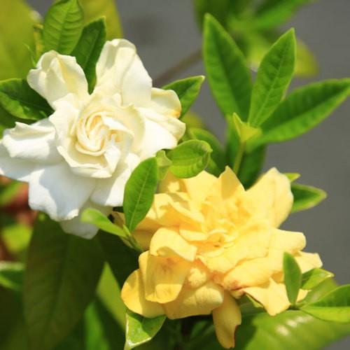 庭木苗 苗 くちなし クチナシ 黄色八重 樹高30ｃｍ 白色 黄色に色変化が楽しめる N1418v 遊恵盆栽 Yahoo 店 通販 Yahoo ショッピング