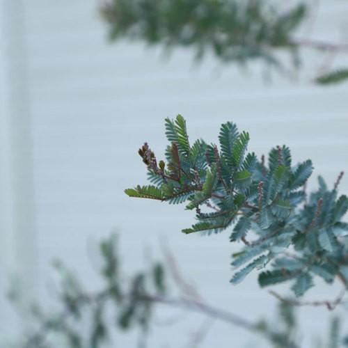 庭木 植木 銀葉アカシア ダークアイ ミモザ ワトル 樹高150ｃｍ程度 佐川急便発送 N1421v 遊恵盆栽 Yahoo 店 通販 Yahoo ショッピング