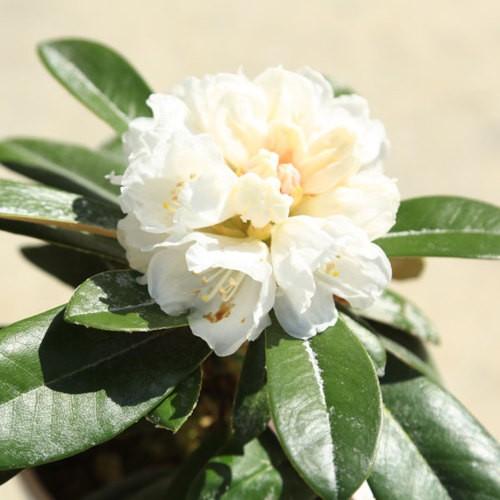 庭木 植木 斑入り屋久島石楠花 日本シャクナゲ 樹高30ｃｍ N1422v 遊恵盆栽 Yahoo 店 通販 Yahoo ショッピング