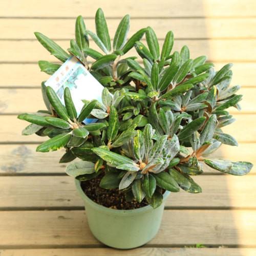 庭木・植木：斑入り屋久島石楠花（日本シャクナゲ）* 樹高30cm
