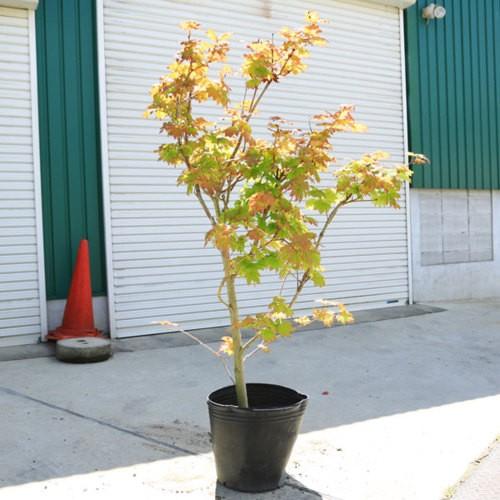 特選庭木：イタヤカエデ （板屋楓）* 大きな葉で紅葉も美しい 現品限り