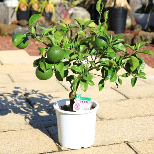 庭木・植木：甘夏柑（あまなつ）* 接木3年生 樹高70cm 今季実がない