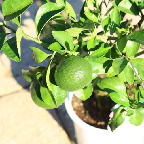 庭木・植木：甘夏柑（あまなつ）* 接木3年生 樹高70cm 今季実がない