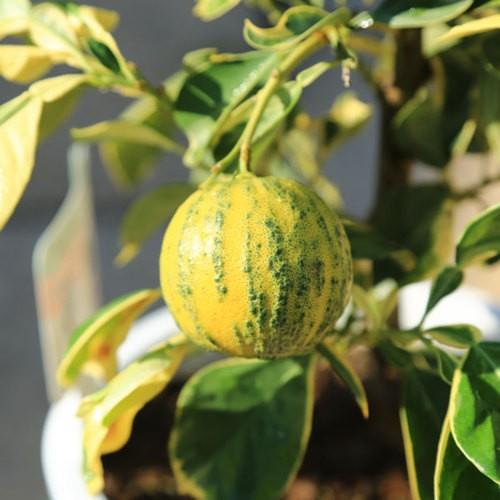 庭木 植木 ちきゅうかん 地球柑 チキュウカン 接木3年生 樹高50ｃｍ 贈答用にもオススメです N1430v 遊恵盆栽 Yahoo 店 通販 Yahoo ショッピング