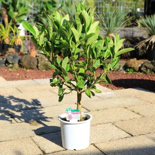 庭木・植木：仏手柑（ぶっしゅかん） 接木3年生 樹高70cm 仏の手に似