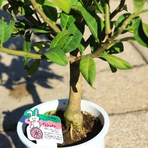 庭木・植木：仏手柑（ぶっしゅかん） 接木3年生 樹高70cm 仏の手に似