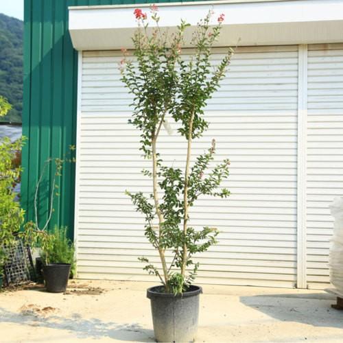 送料無料 庭木 サルスベリ さるすべり 赤花 カントリーレッド 特選大株 佐川急便発送となります N1432v 遊恵盆栽 Yahoo 店 通販 Yahoo ショッピング