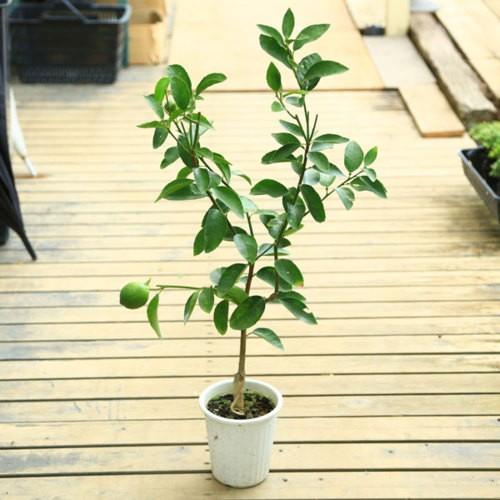 庭木 植木 ライム フレーバーグリーン 種なしライム 接木樹高70ｃｍ N1443v 遊恵盆栽 Yahoo 店 通販 Yahoo ショッピング