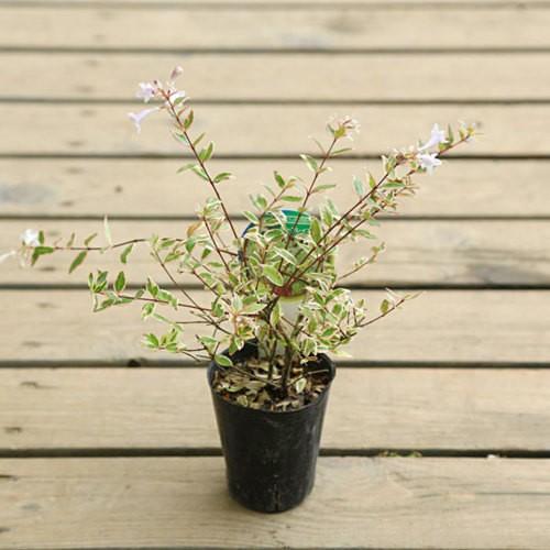 庭木苗 花木 アベリア ホープレイズ 斑入り 2個セット N1444v 遊恵盆栽 Yahoo 店 通販 Yahoo ショッピング